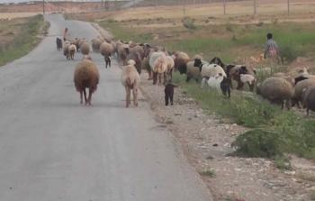 توضيحية (أرشيف)