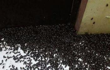 أسراب من الحشرات تجتاح لبنان (مواقع التواصل)