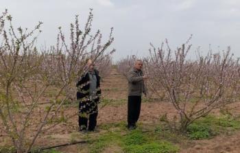 صورة تظهر أشجار لوزيات في قطاع غزة