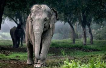 تأكل الفيلة ما يصل إلى 300 كيلوغرام من العشب والخضراوات