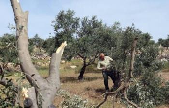 توضيحية (أرشيف)