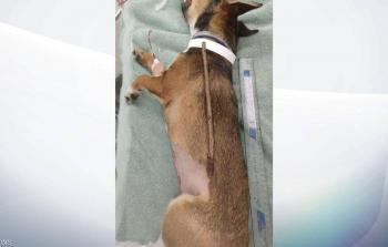 العصا بعد إخراجها من جسم الجرو