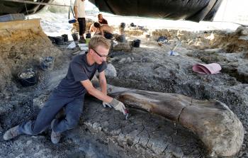 أحد العلماء يتعامل مع عظام ديناصورات (أرشيف)