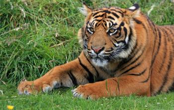 توضيحية (أرشيف)