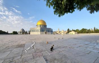 صورة صباح اليوم من باحات المسجد الأقصى