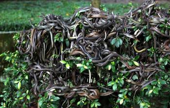 مشهد في جزيرة الأفاعي بالبرازيل التي يُحظر زيارتها (أرشيف)