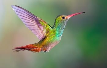 الطائر الطنان