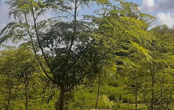 أحد مشاتل وزارة الزراعة حيث يتم الاعتناء بشجرة المورينجا .jpeg