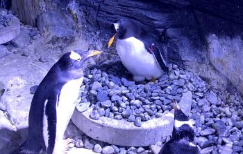 ولادة بطريق قطبي من صنف 