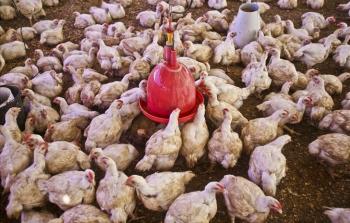 صورة أرشيفية