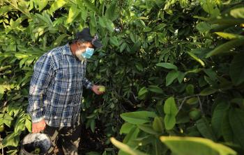 مزارع يقطف ثمار الجوافة بقطاع غزة (أرشيف)