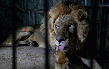 صورة أرشيفية