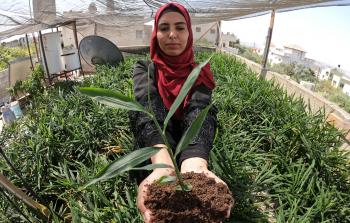 المهندسة الزراعية هديل قشوع (الأناضول)