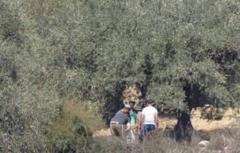 إصابات باعتداء للمستوطنين على قاطفي الزيتون شرق رام الله