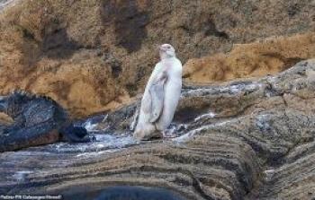 العثور على بطريق أبيض «نادر» في غالاباغوس