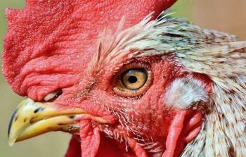 صورة تعبيرية