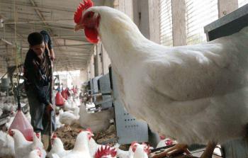 تربية الدواجن في قطاع غزة (أرشيف)