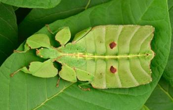 توصل الباحثون إلى اكتشاف نوع جديد من الحشرات الوارقة ووصفوها (مواقع التواصل)