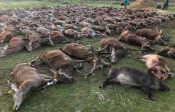 540 حيوانا نتيجة جريمة الصيد بالبرتغال