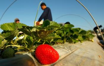 موسم الفراولة بقطاع غزة   (صورة أرشيفية)