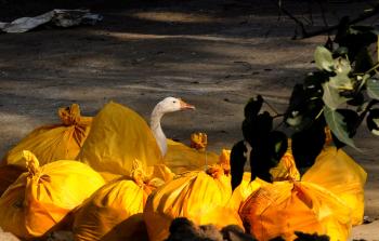 السلطات الهندية تعدم دواجن لمواجهة انفلونزا الطيور (الأناضول)