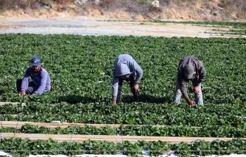 جانب من قطف الفراولة