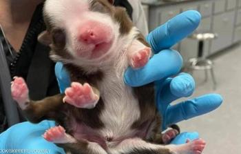 صورة الجروة