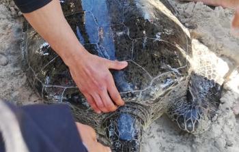 إنقاذ 3500 سلحفاة بحرية من الموت بردًا