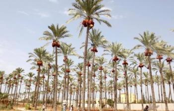 دير البلح   (أرشيف)