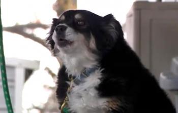 الكلبة الثرية