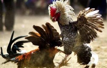 صورة أرشيفية