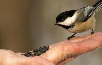 صورة تعبيرية عن فعل الخير