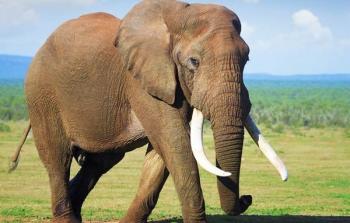 صورة تعبيرية عن الفيل.jpg