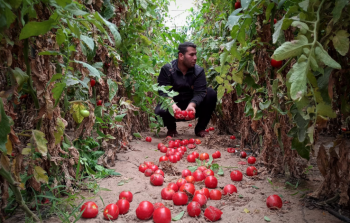 الزراعة: الأضرار والخسائر تتضاعف يوما بعد يوم