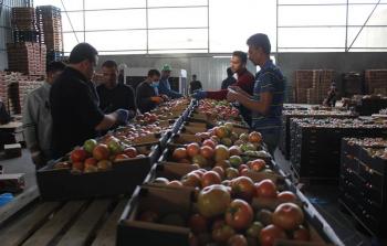  نقل الخضروات إلى الضفة الغربية سيبدأ يوم غد الثلاثاء