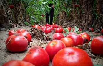 مزارعو القطاع تكبدوا خسائر مالية باهظة