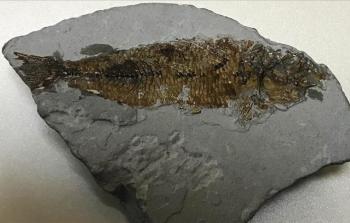 صورة أرشيفية لأحفورة سمكة عثر عليها في تركيا