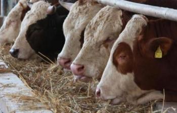 المفتي أجاز التضحية بالعجول المسمنة