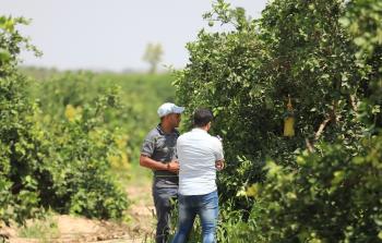 تصوير/ رمضان الأغا