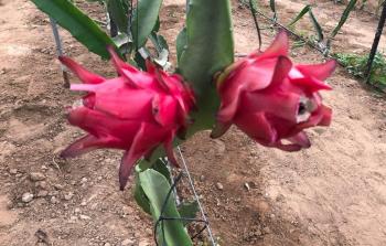 فاكهة التنين