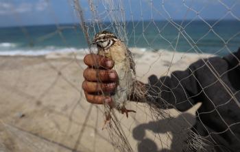 تصوير/ محمود أبو حصيرة