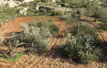 اتلاف أشجار زيتون.jpg