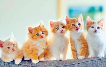 صورة تعبيرية