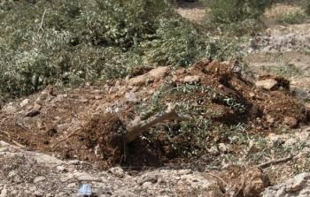 الاحتلال يقتلع عشرات الأشجار في بيت لحم