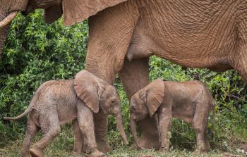 أنثرى فيل تضع توأما في كينيا (الأناضول)