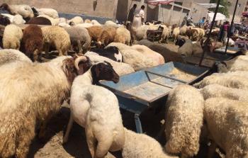 إغلاق أسواق المواشي بالضفة (صورة أرشيفية)