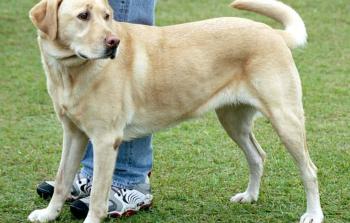 كلب من فصيل لابرادور