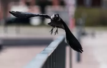 صورة تعبيرية