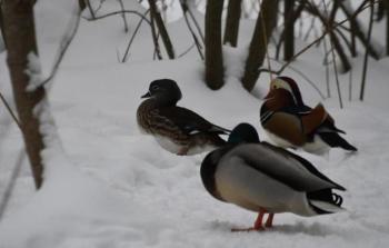 طيور مرقمة تطلقها أميركا من مختبرات بيولوجية