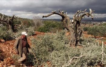 مزارع زيتون فلسطينية أتلفها المستوطنون  (أرشيف)